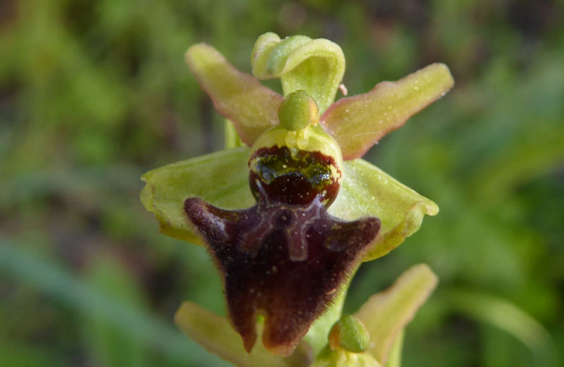 Ophrys sphegodes subsp.classica